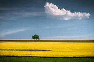 poster-print-the-tree-and-the-cloud-x