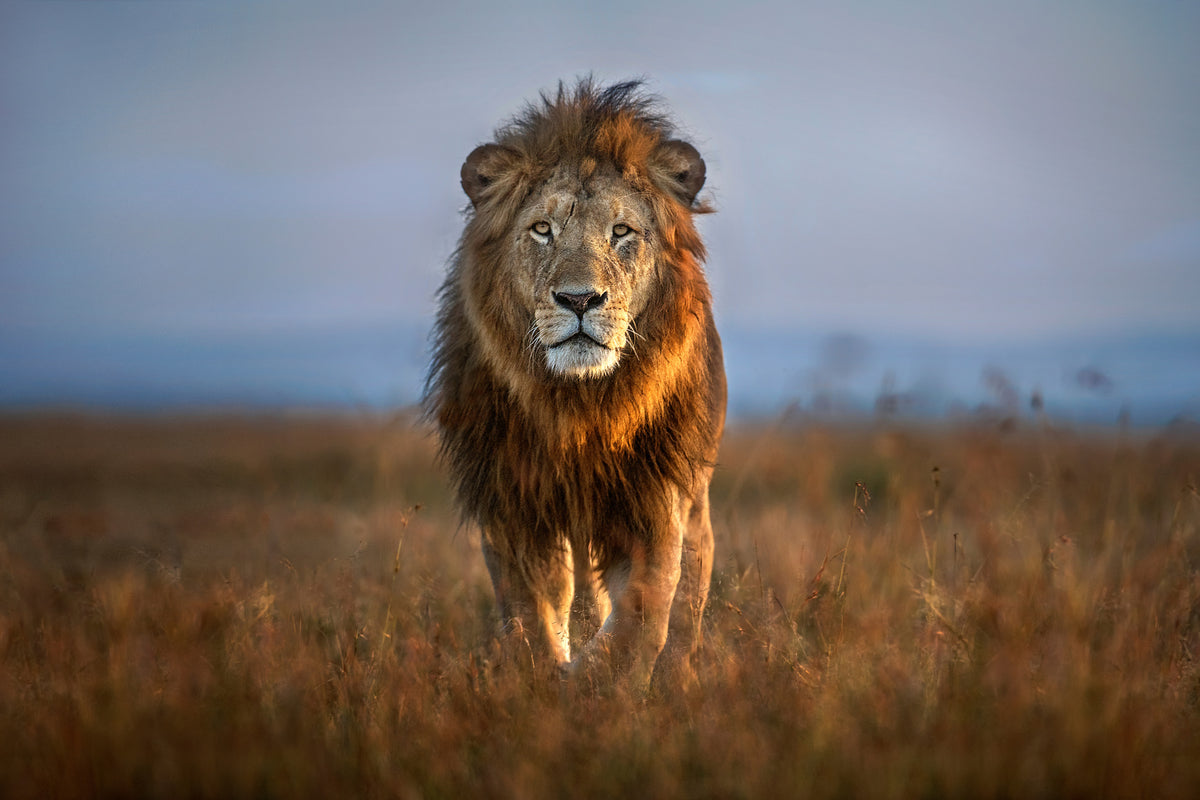 acrylic-print-lion-close-up-x