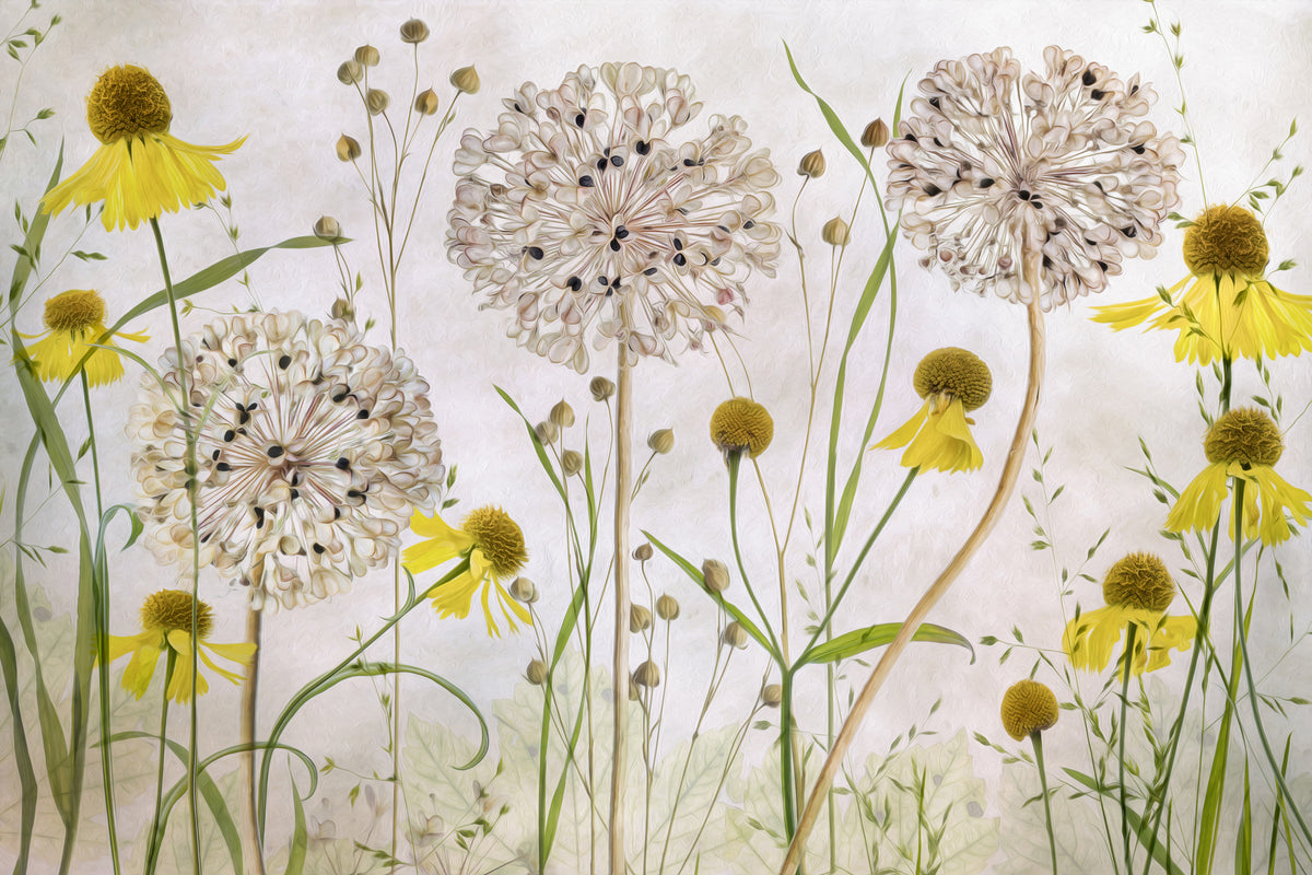acrylic-print-alliums-and-heleniums