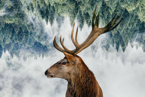 framedcanvas-print-the-deer-and-the-woods-x