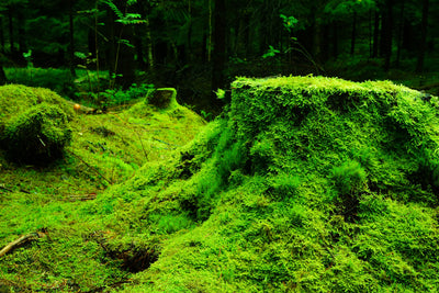poster-print-moss-in-the-forest