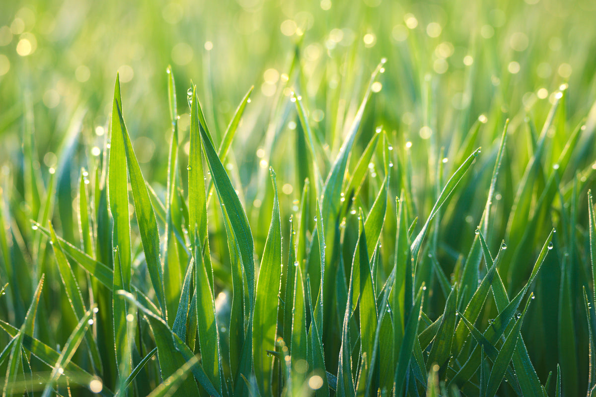 framedcanvas-print-grass-with-morning-dew-xl