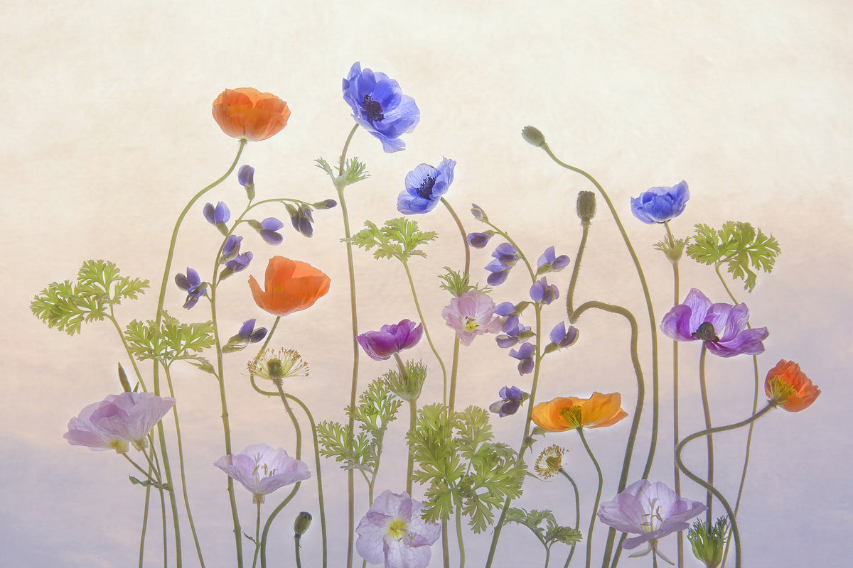 acrylic-print-poppy-a-anemone-x