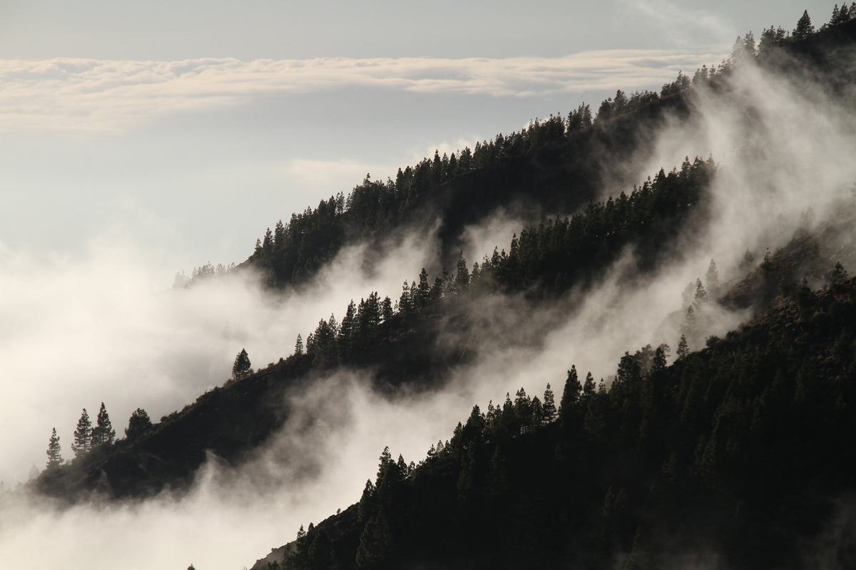 poster-print-fog-in-the-woods