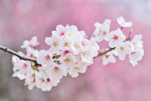 3-piece-aluminium-print-cherry-blossoms-xxl