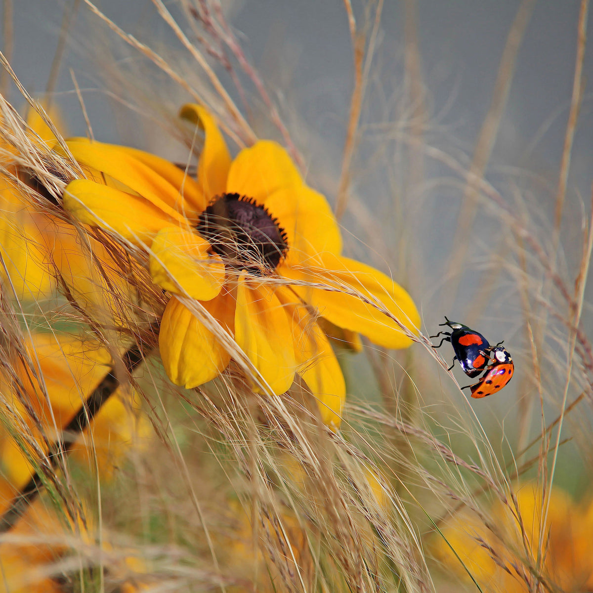 canvas-print-colors-of-summer-ii