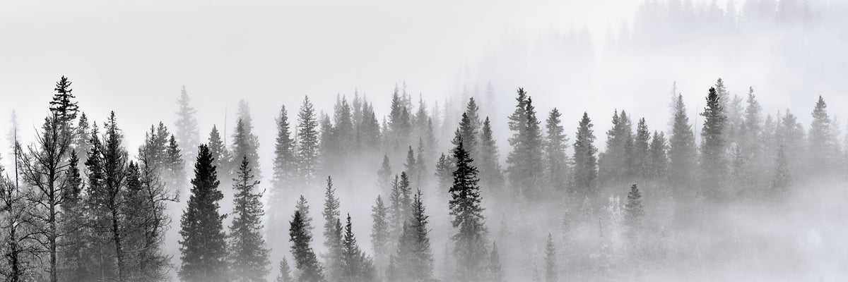 panoramic-3-piece-acrylic-print-foggy-forest-panorama