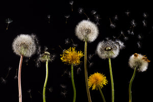 3-piece-canvas-print-the-phases-of-dandelion