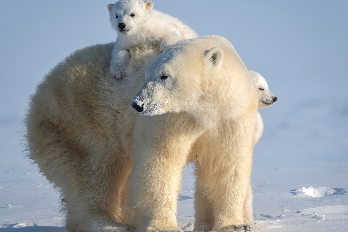 acrylic-print-mischievous-little-polar-bear-x