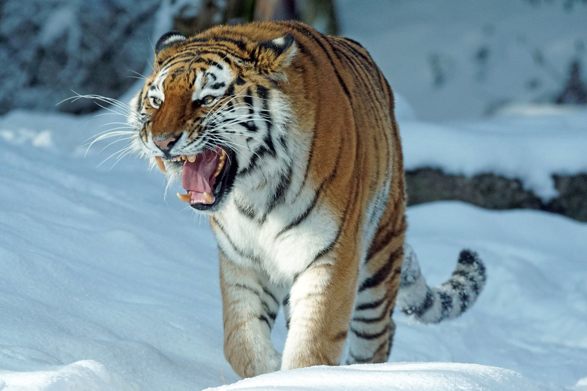 3-piece-aluminium-print-tiger-in-the-snow