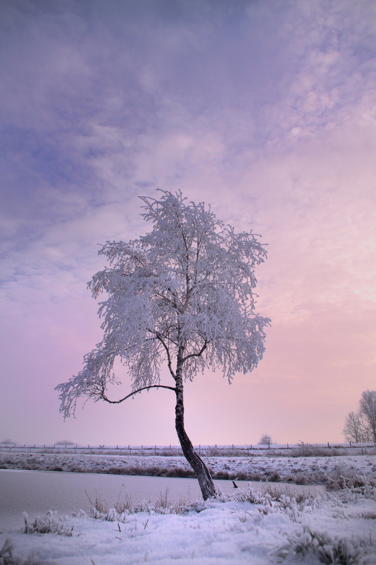 aluminium-print-a-winter-tree