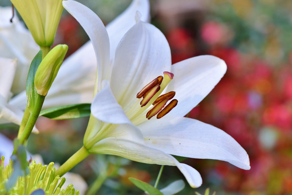 modern-3-piece-aluminium-print-magnificent-lily-in-white