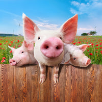 aluminium-print-pig-in-luck
