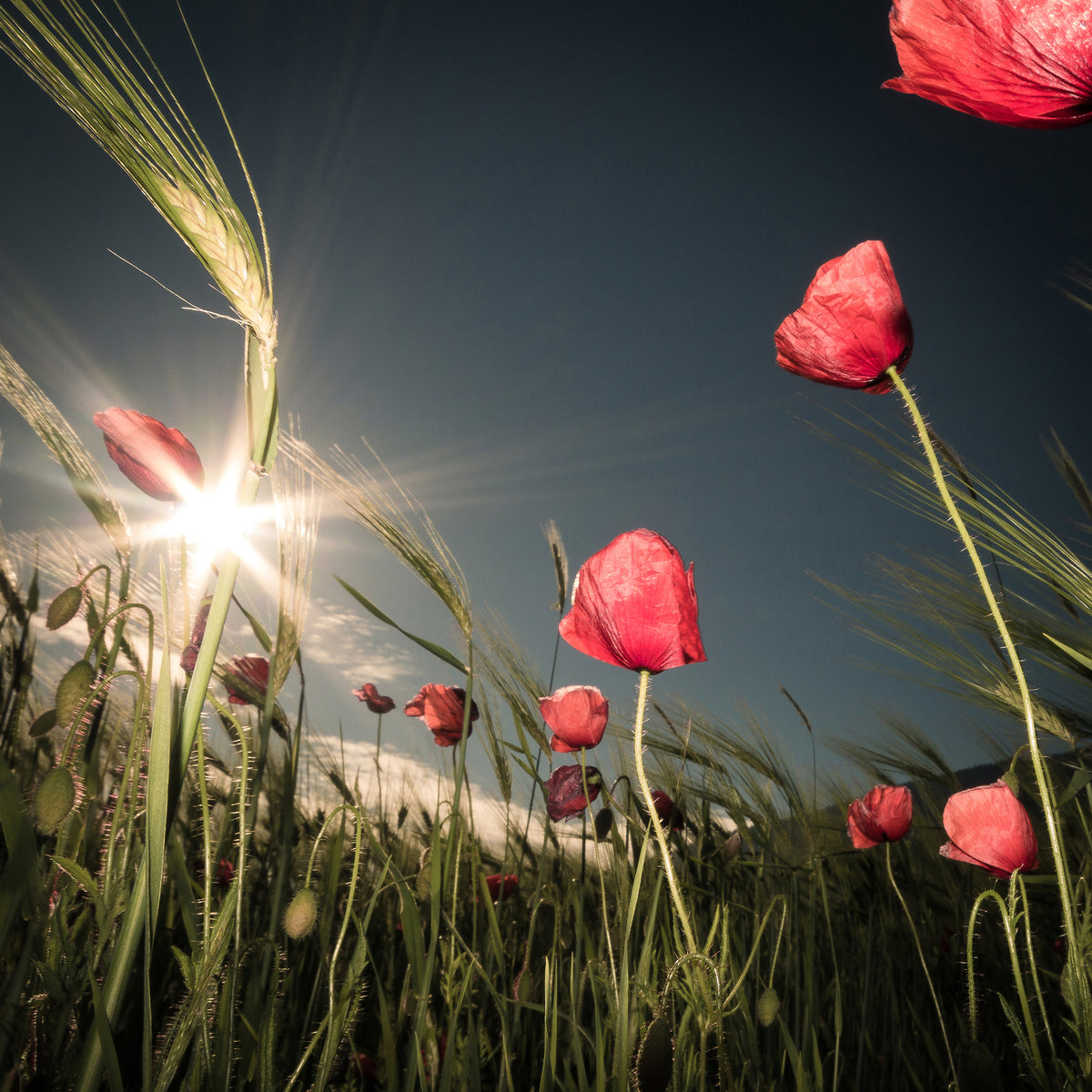 poster-print-summer-is-here-x