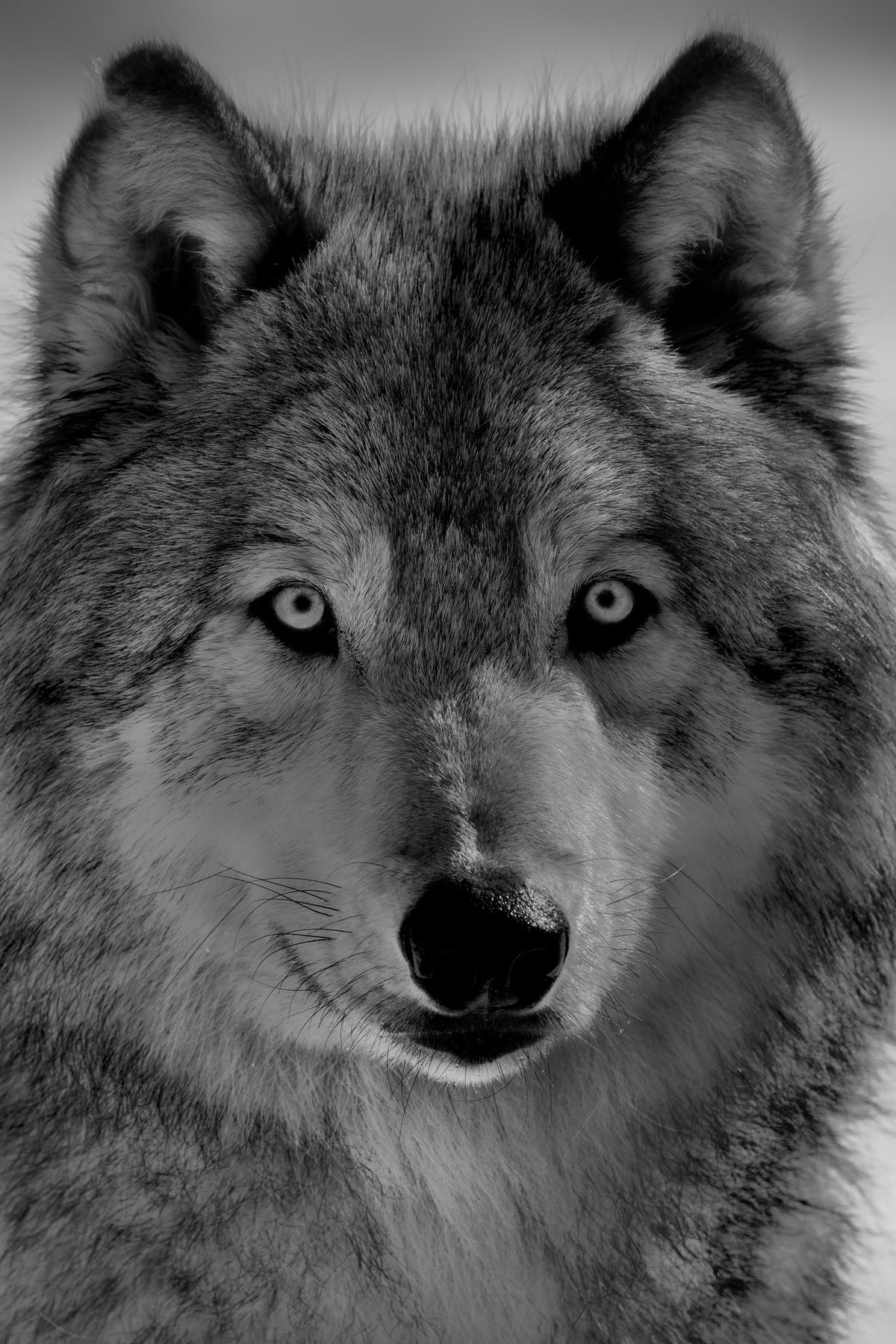 aluminium-print-the-wolf-x