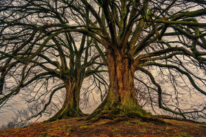 framedposter-print-ghostly-trees