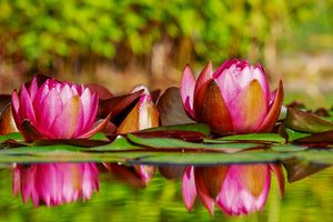 framedcanvas-print-red-water-lily-trio
