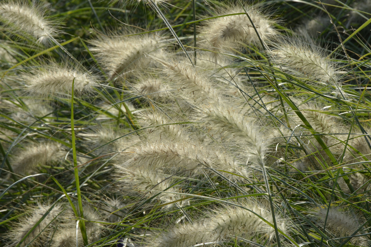 3-piece-acrylic-print-ornamental-grass-in-the-wind