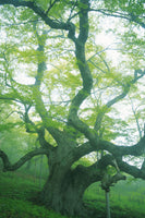 poster-print-the-old-tree