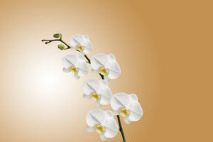 3-piece-aluminium-print-white-orchids-xl