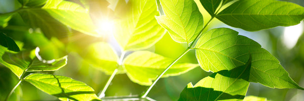 panoramic-poster-print-go-green-panorama
