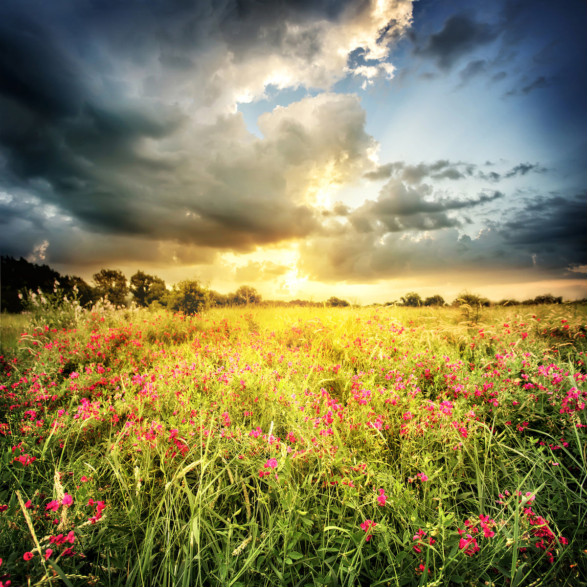 aluminium-print-flowers-landscape