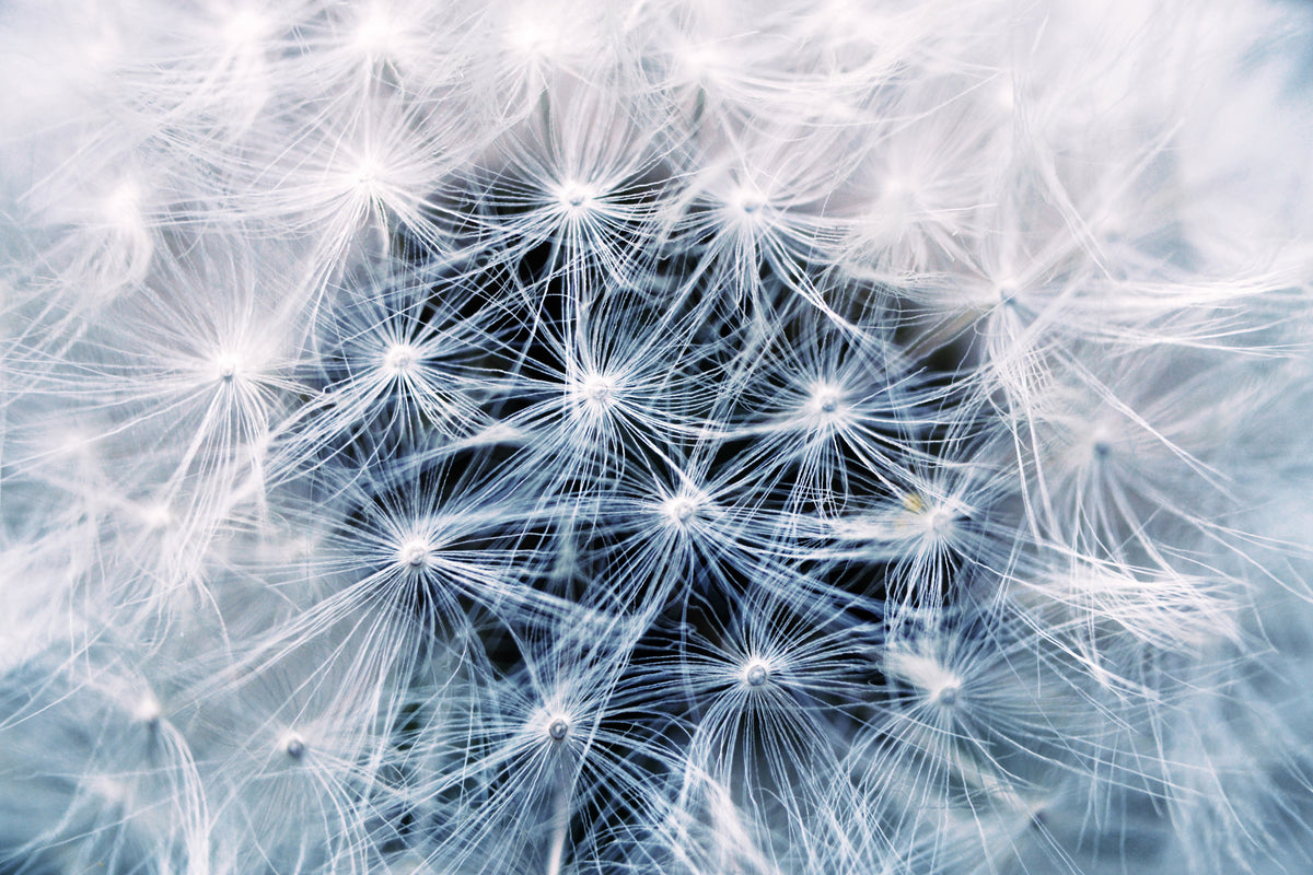 modern-3-piece-canvas-print-ripe-dandelion-close-up