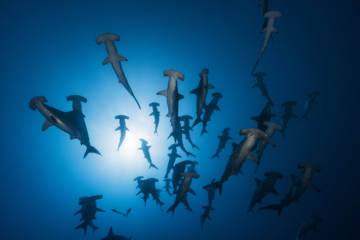 3-piece-acrylic-print-hammerhead-sharks-in-the-light