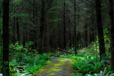 poster-print-wild-forest