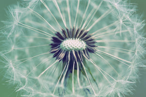 framedposter-print-close-up-dandelion