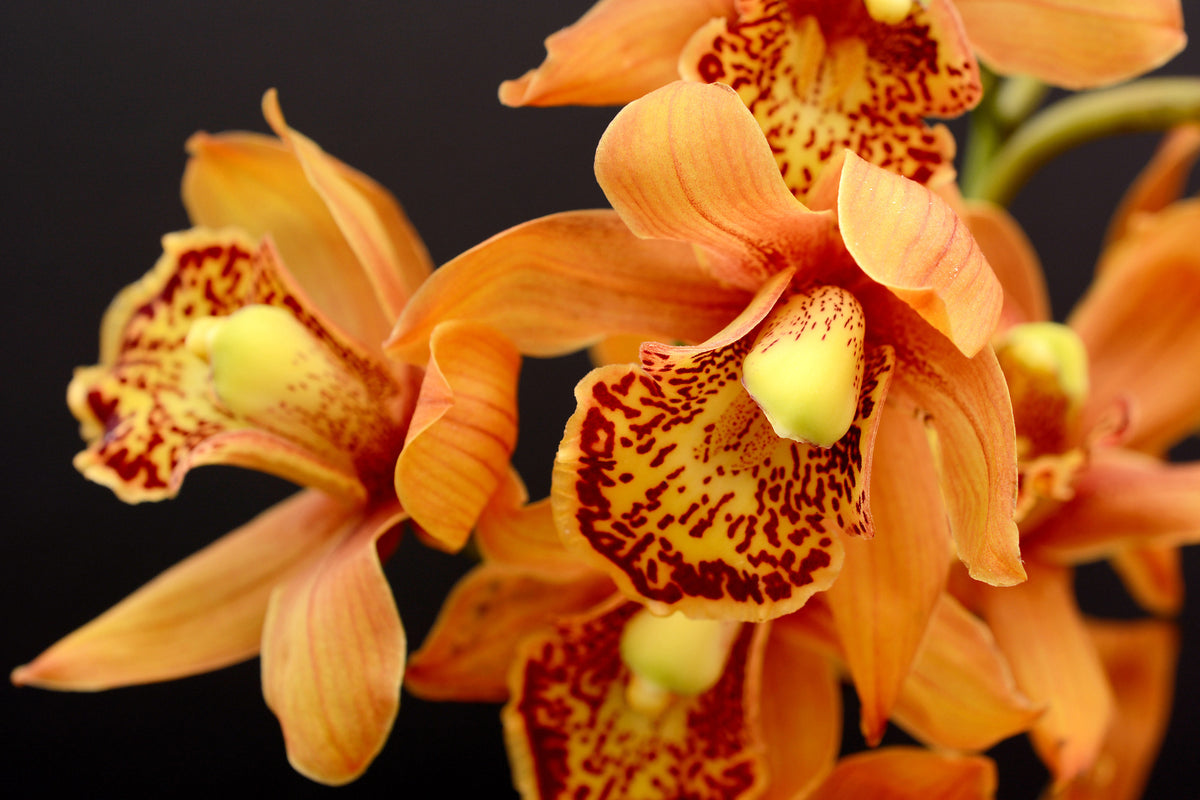 modern-3-piece-aluminium-print-orchids-with-orange-flowers
