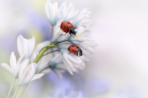 3-piece-canvas-print-ladybirds