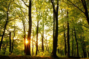 framedcanvas-print-sunset-between-trees