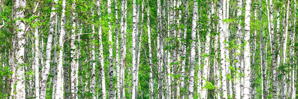 panoramic-3-piece-canvas-print-the-birch-forest-panorama
