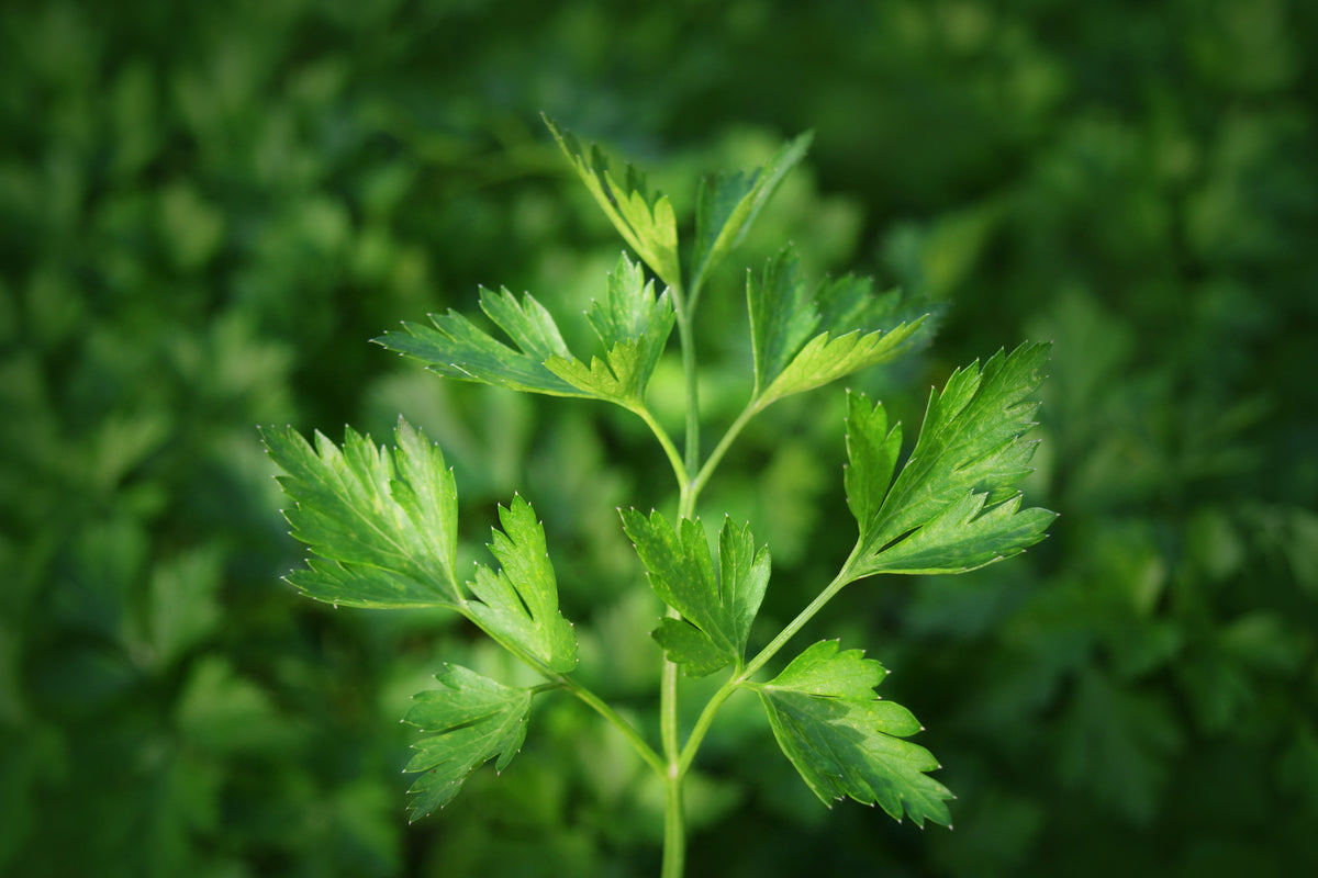 aluminium-print-fresh-parsley