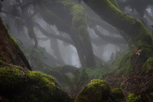 framedcanvas-print-harenna-forest-xlf
