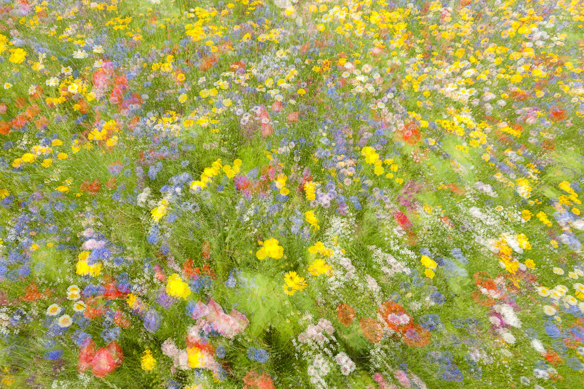 aluminium-print-summer-field-flowers-x