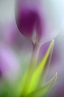canvas-print-soft-secrets