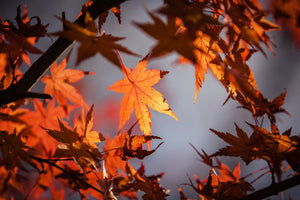 framedcanvas-print-maple-leaves-in-autumn