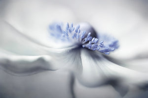 framedcanvas-print-anemone-spirit