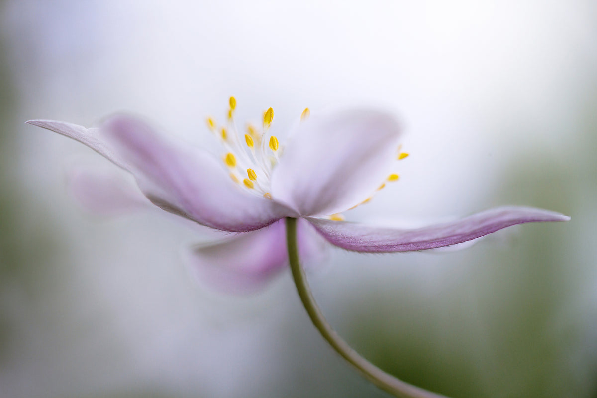 canvas-print-nemorosa-ii