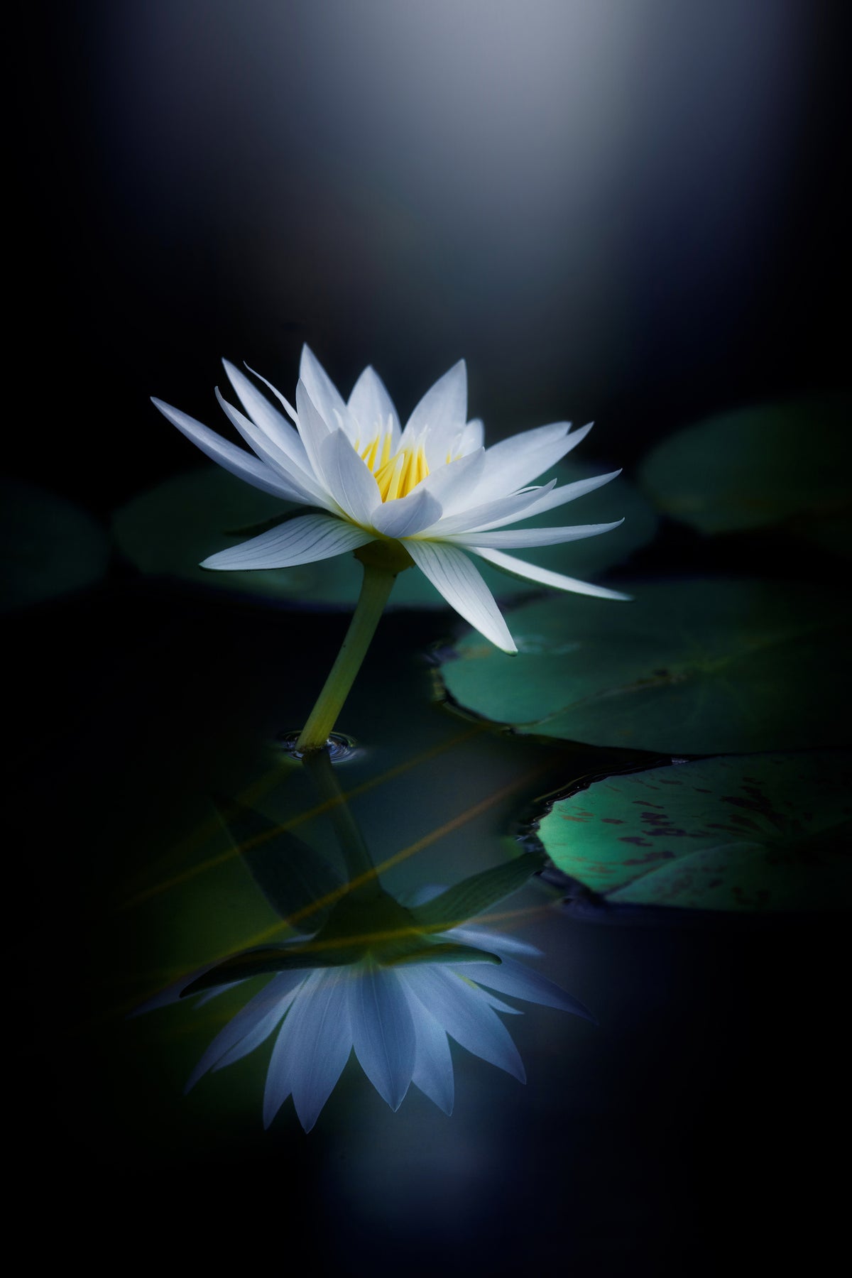 poster-print-reflection-iii