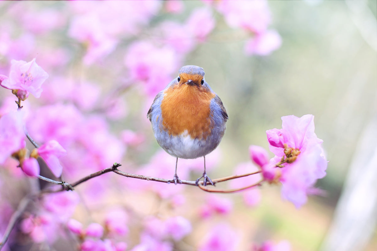 framedcanvas-print-spring-bird