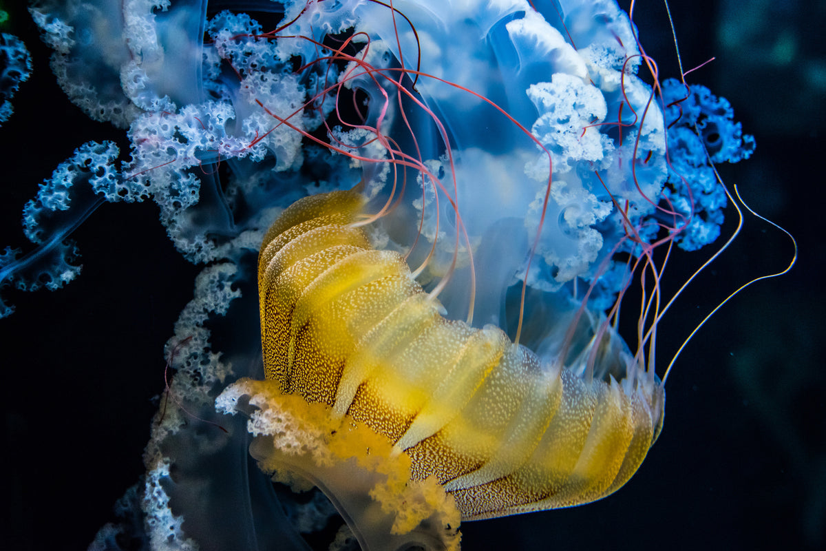acrylic-print-underwater-dancer-x