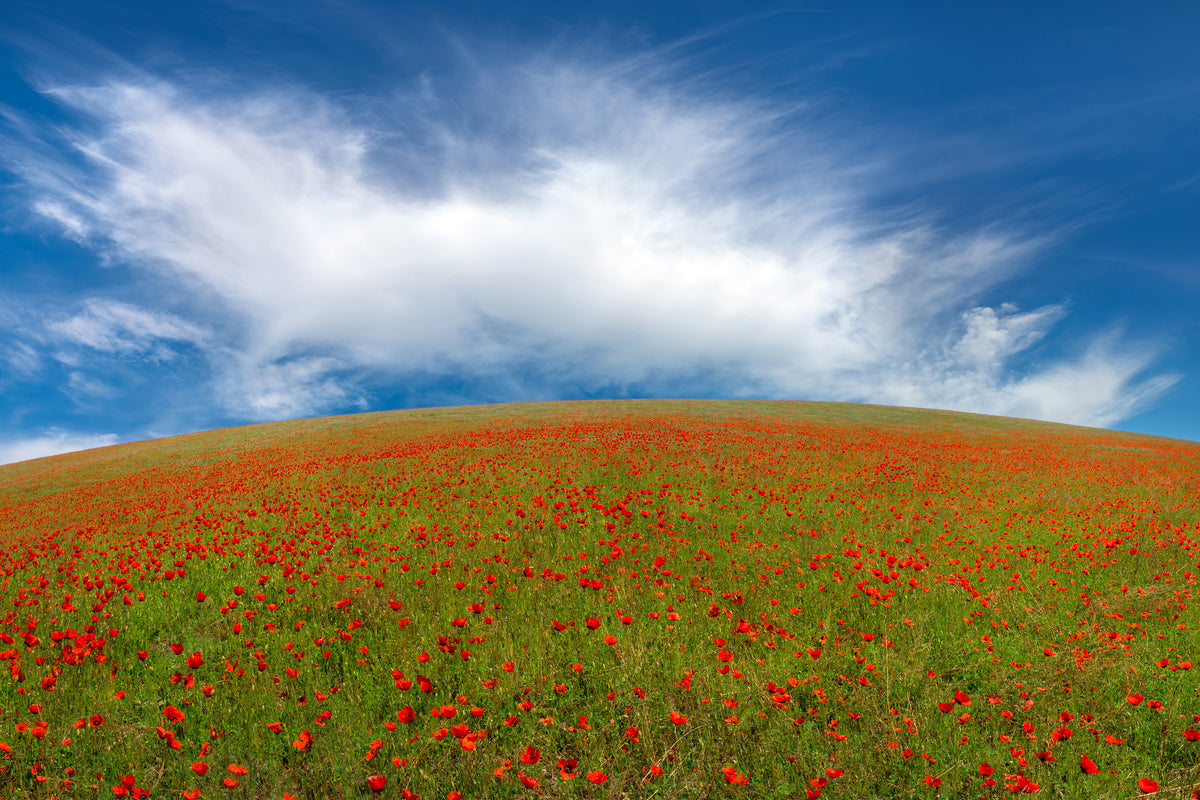 poster-print-red-poppies