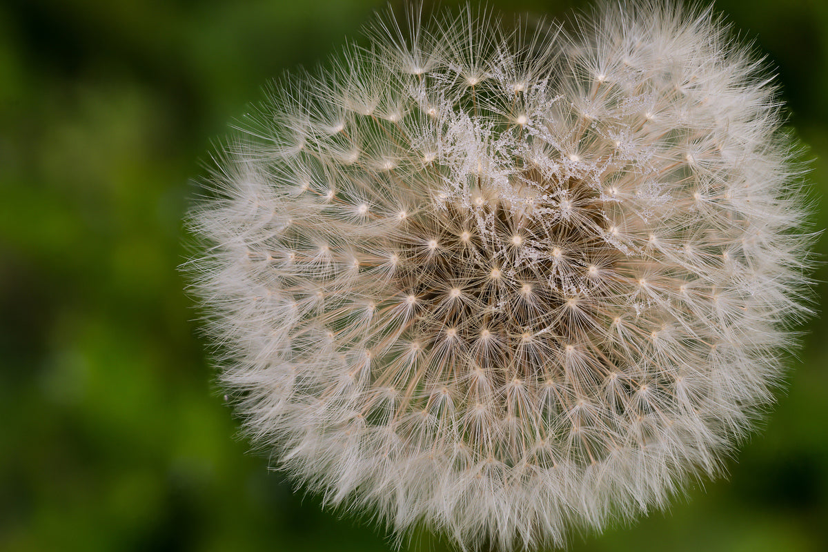 poster-print-the-dandelion-in-nature