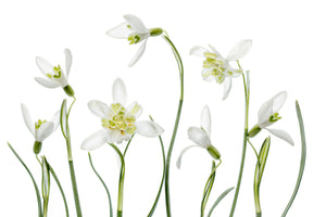poster-print-spring-snowdrops
