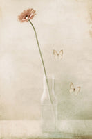 aluminium-print-miss-daisy
