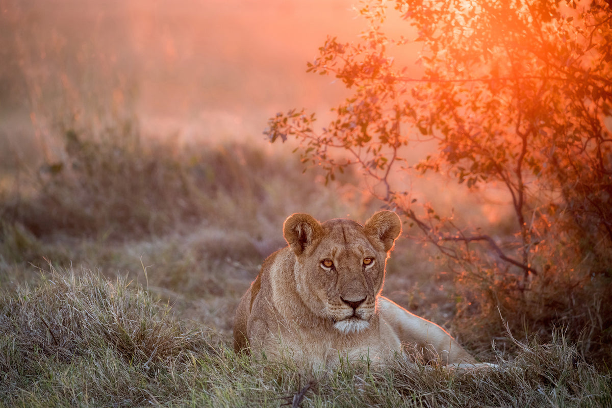 canvas-print-sunset-lioness