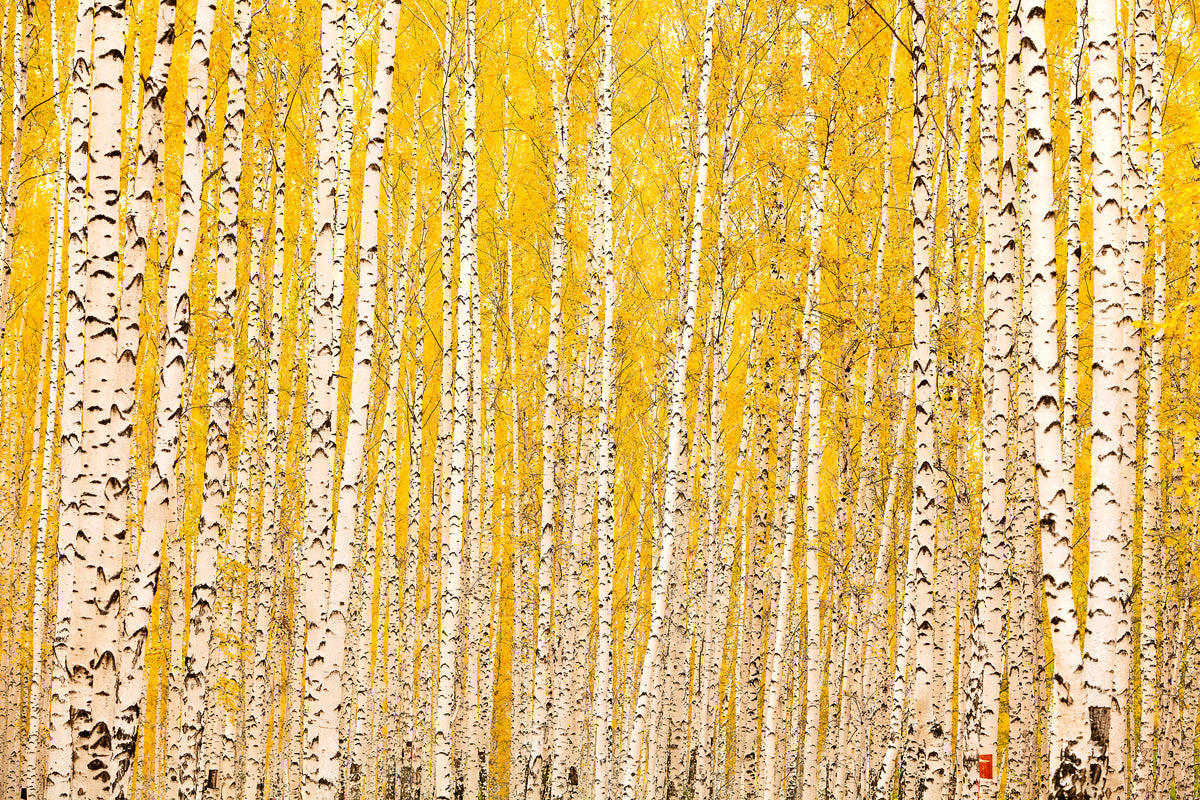 acrylic-print-the-birch-forest-in-autumn